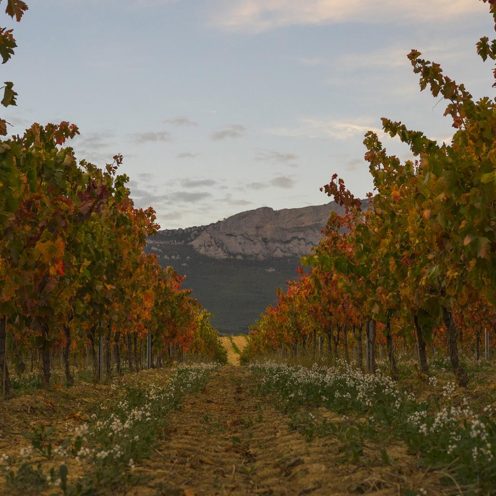 Bodegas-Lozano